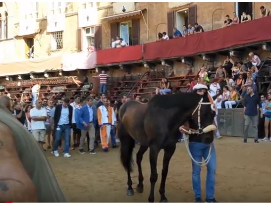 Palio di Siena: Osama Bin, cavallo della Contrada del Leocorno al Palio di Siena del 16 agosto 2018