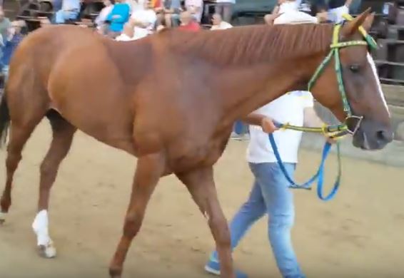Palio di Siena: Solu Tue Due, cavallo della Contrada del Bruco al Palio di Siena del 16 agosto 2018