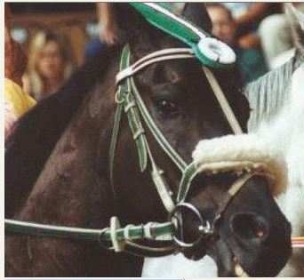 Palio di Siena, I cavalli del Palio: Braccio di Ferro