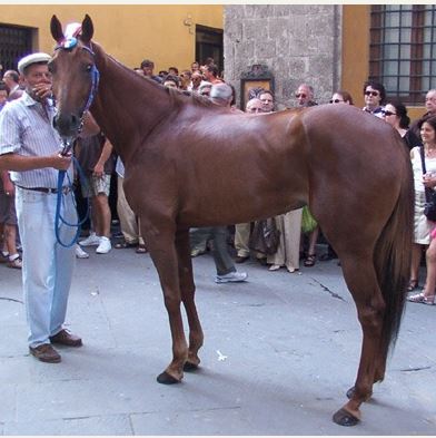 Palio di Siena: I Cavalli del Palio: Indira Bella