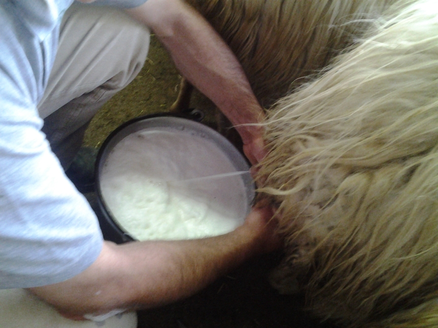 Toscana: COOP a fianco dei produttori sardi di latte