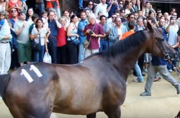 Palio di Siena: Berio – Il cavallo più vittorioso degli anni Duemila al Palio di Siena