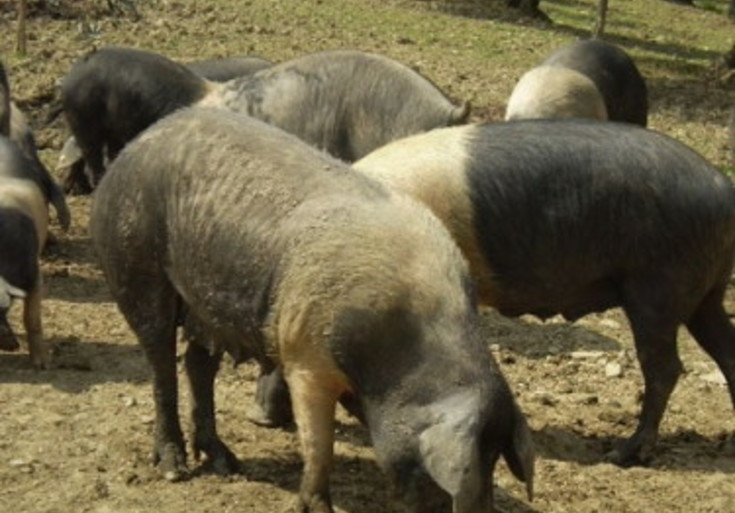 Provincia di Siena, Crete senesi: Rubati quindici maiali di cinta senese