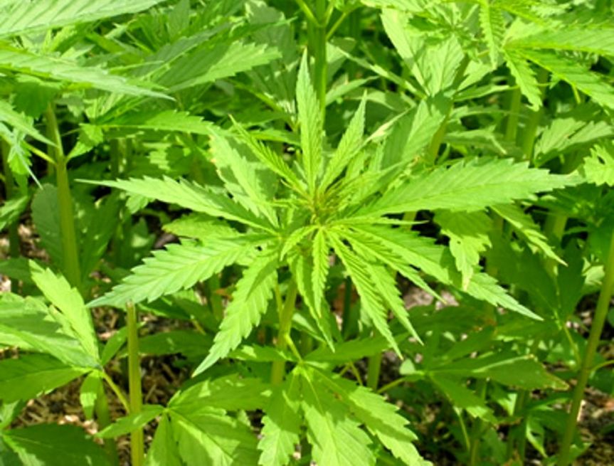Siena: Ambra e l’approccio olistico alle proprietà della cannabis sativa