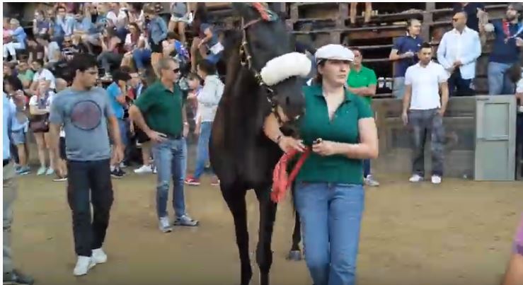 Palio di Siena:  I Cavalli del Palio di Siena – Tornada