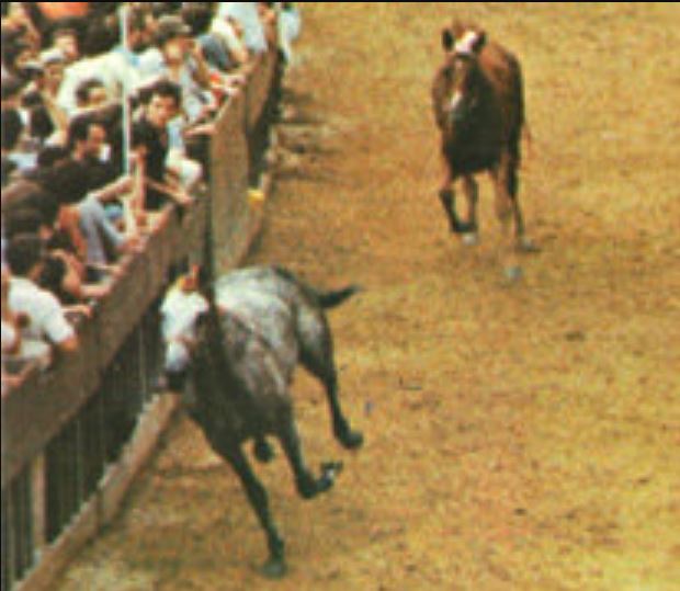 Palio di Siena: La storia paliesca del cavallo Quebel