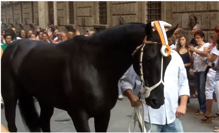 Palio di Siena: Ivanov – I cavalli del Palio di Siena