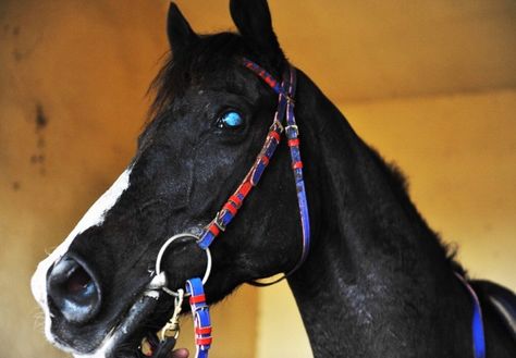 Siena: La storia di Laghat, cavallo cieco, diventa un film