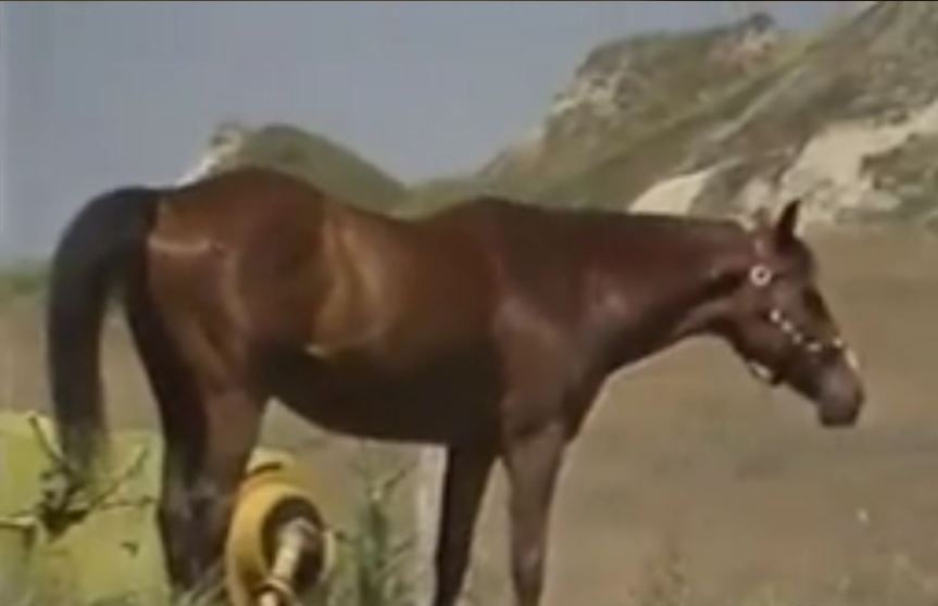 Palio di Siena: Video del cavallo Panezio alla scuderia di Leonardo Viti detto “Canapino”