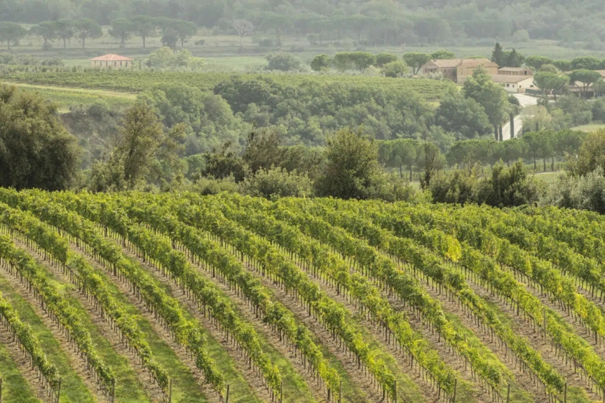 Toscana, Vino: persi 260 milioni di euro per la peronospora