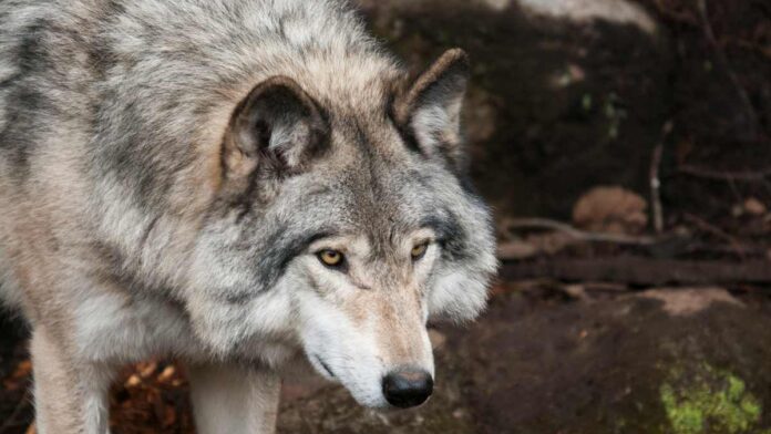 Provincia di Siena, La segnalazione: “Branco di lupi tra Badesse e Uopini, in molti sono spaventati”