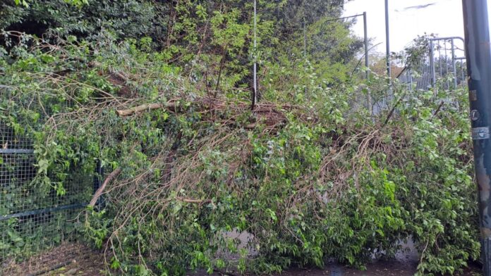 Siena: Allo Stadio Artemio Franchi cade un albero sul parcheggio