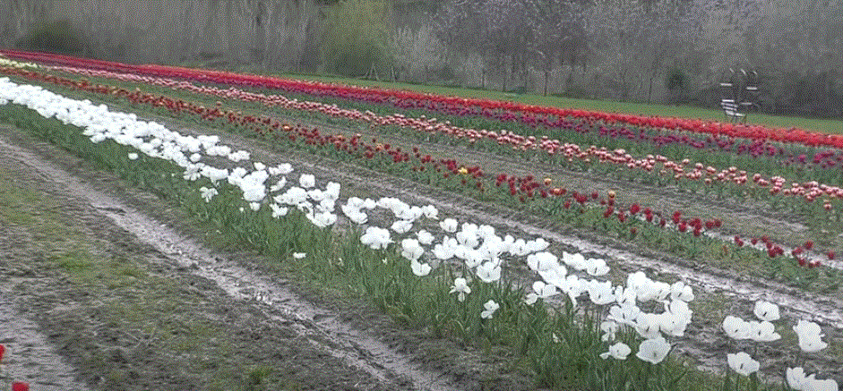 Provincia di Siena: I tulipani di Laura hanno trasformato Asciano in un pezzo d’Olanda